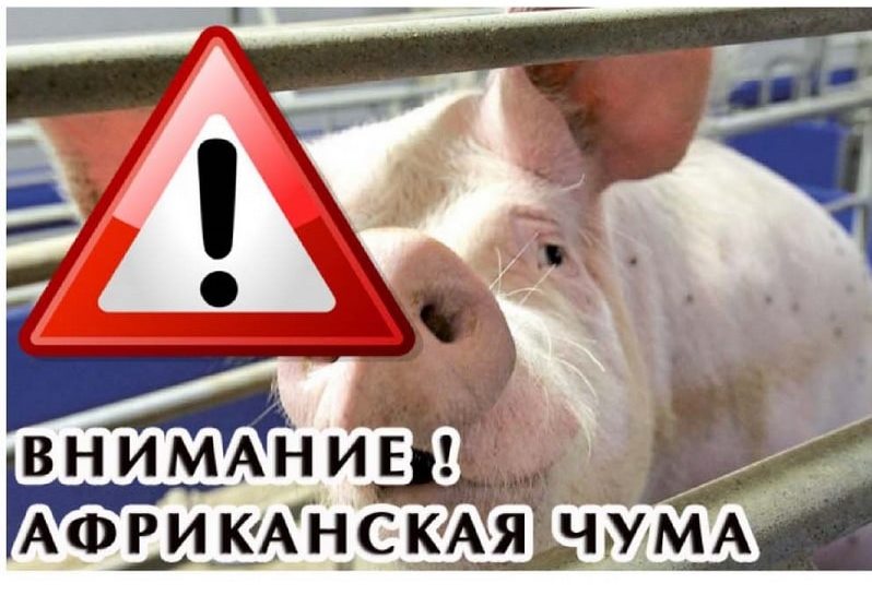 Памятка по профилактике африканской чумы свиней!.
