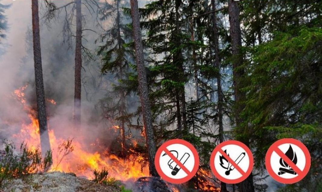 Памятка населению о мерах пожарной безопасности в лесах и правилах поведения в пожароопасный период.